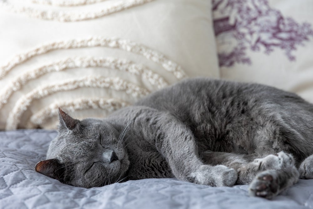 Quantas horas um gato dorme por dia é algo que pode variar de acordo com a faixa etária do pet