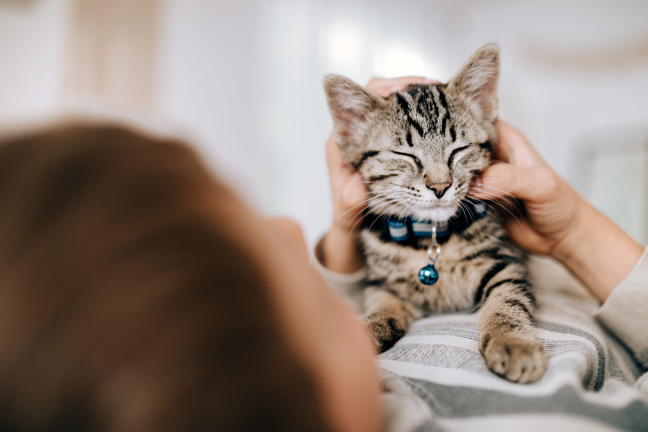O segredo para a felicidade do gato está escondido em uma atitude muito simples