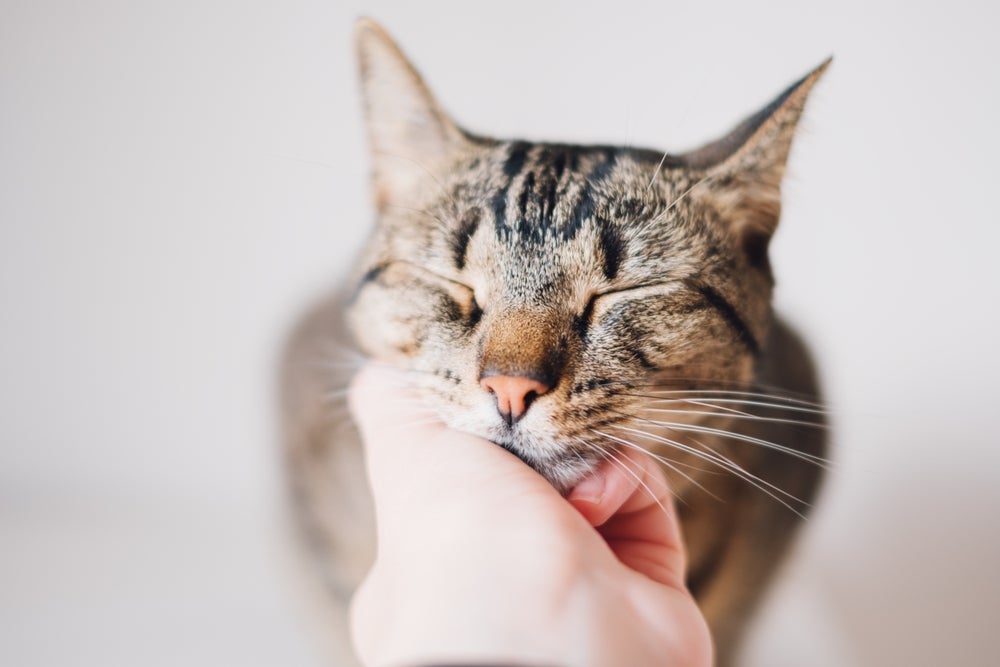 Um gato feliz é aquele que tem boa qualidade de vida