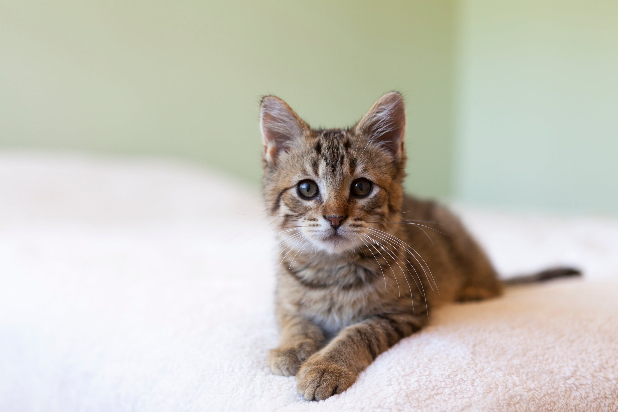 O gato filhote passa por diferentes fases de desenvolvimento até se tornar um adulto