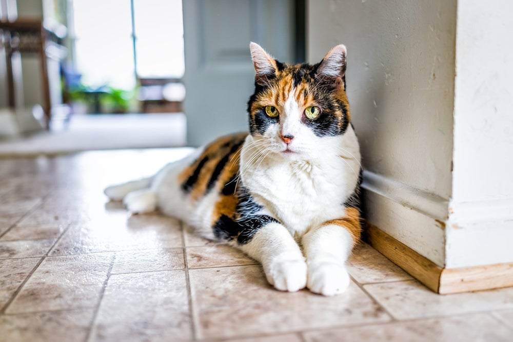 O gato idoso pode tentar disfarçar quando não se sente bem, mas o tutor deve estar atento aos sinais
