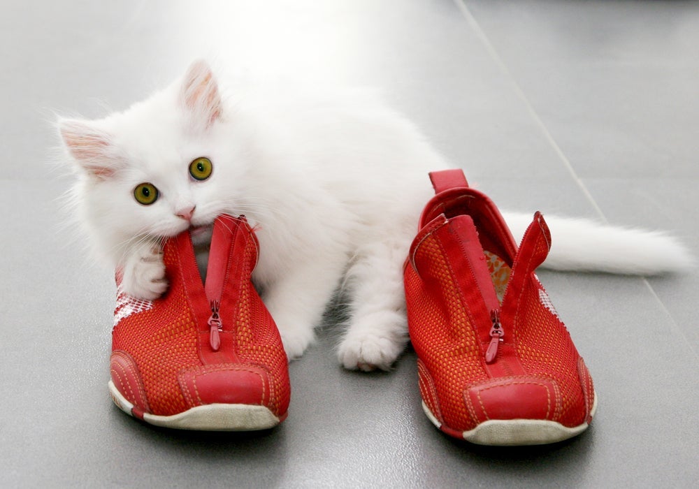 O gato mordendo objetos não comestíveis pode ser muito perigoso