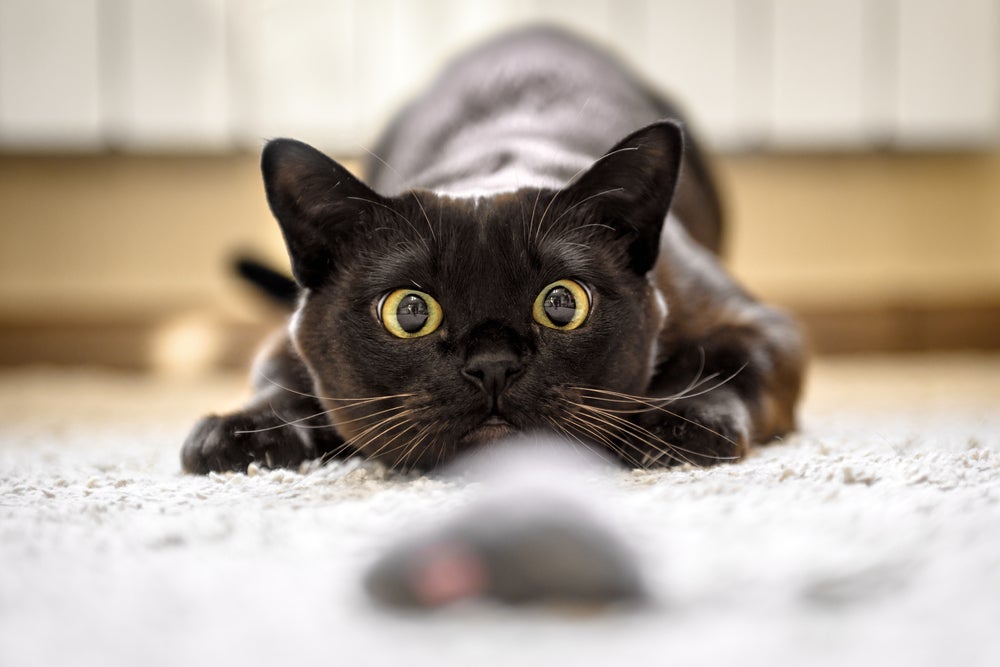 Existe um truque simples para acabar com os insetos que os gatos caçam dentro de casainhos 