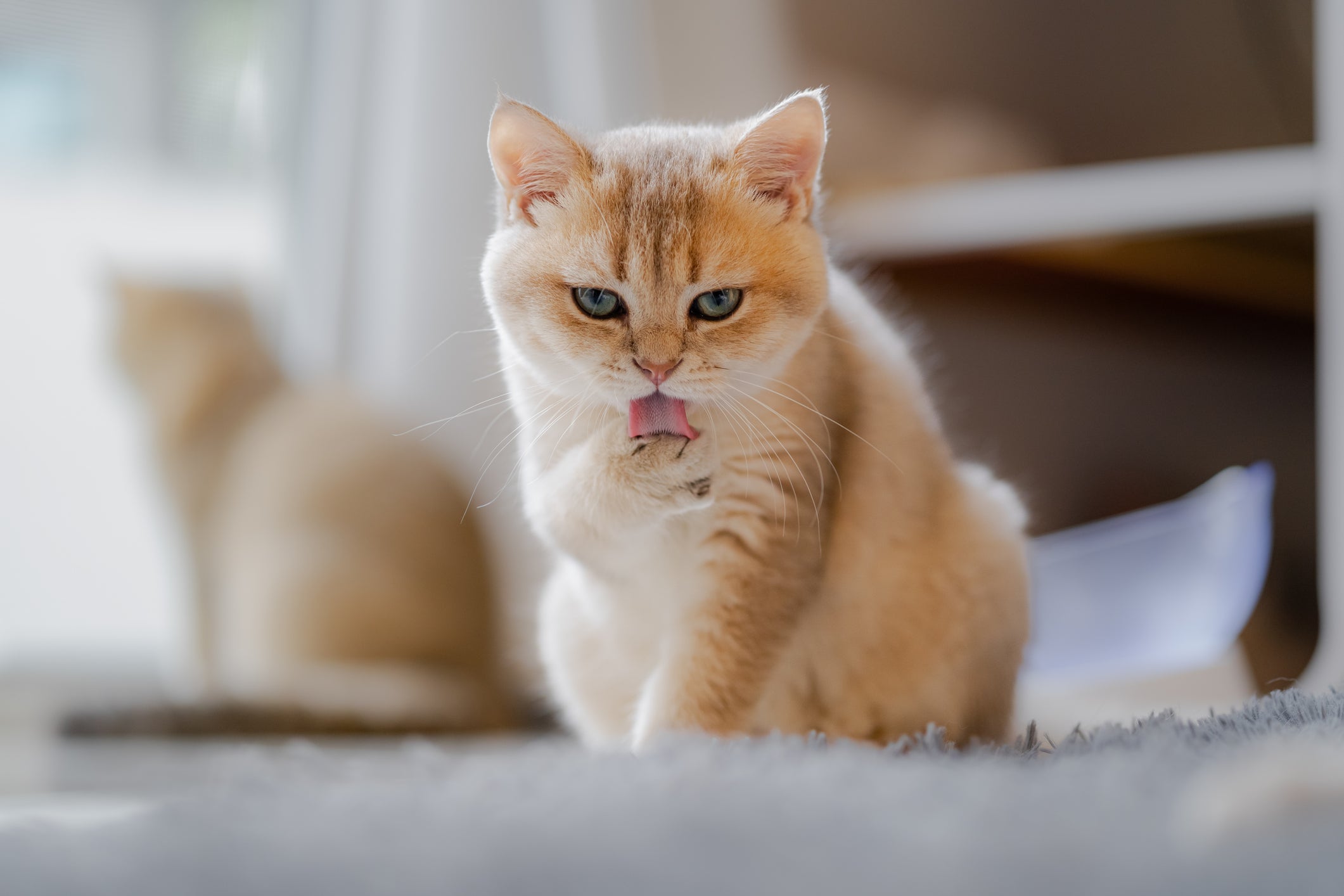 O gato se lambendo muito deve servir de alerta para os tutores
