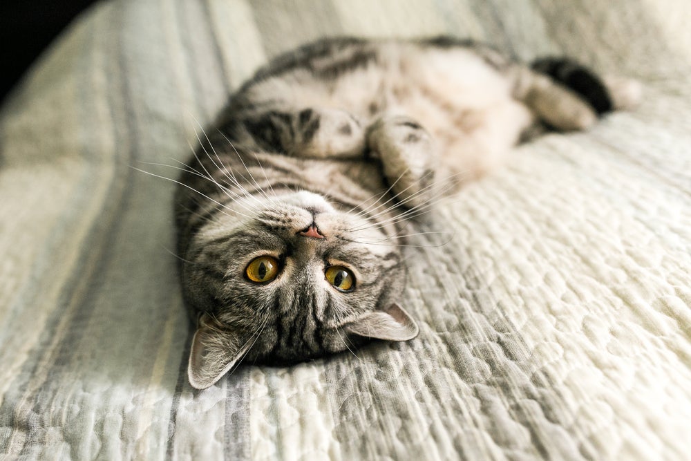 O gato tem umbigo, mas fica bem escondidinho debaixo dos pelos