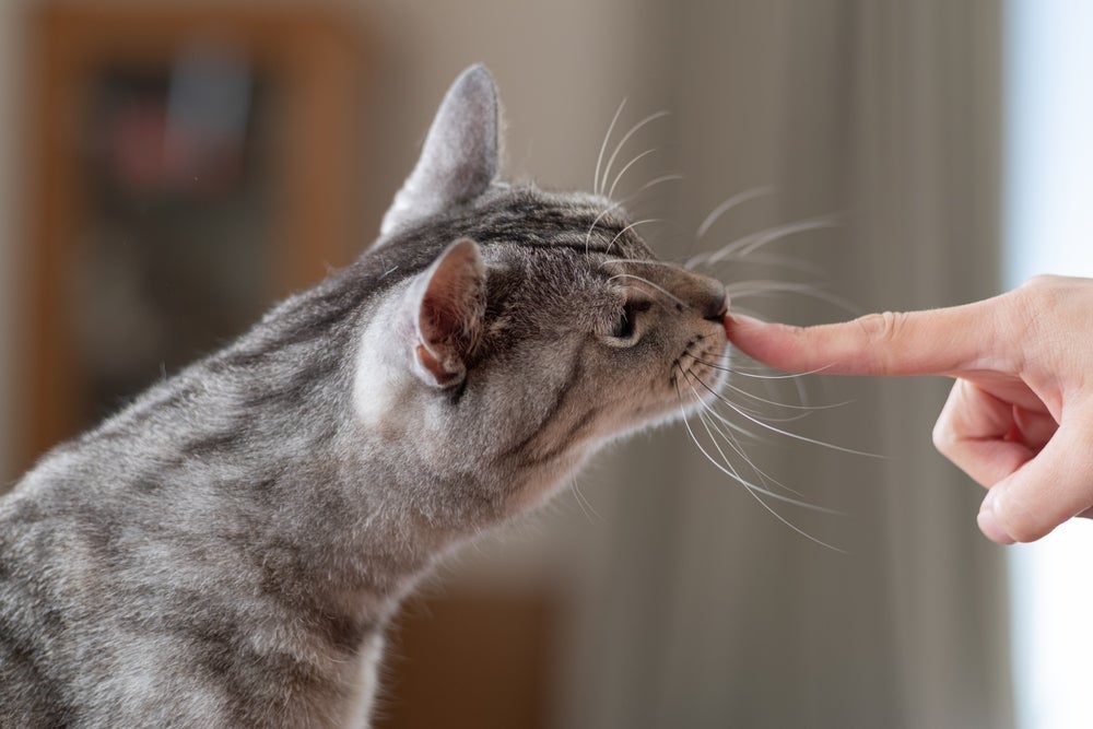 Se comunicar com um gato não é difícil, mas você deve evitar alguns erros comuns
