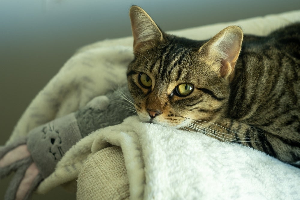 O gato fazendo biquinho pode ter várias interpretações diferentes