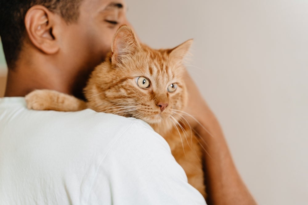 A relação com seu gato vai melhorar muito se você seguir essas dicas
