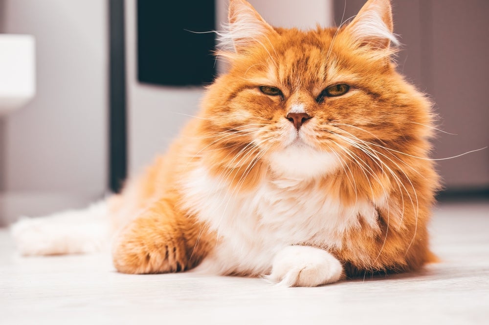 O gato pode não gostar de algumas atitudes do tutor