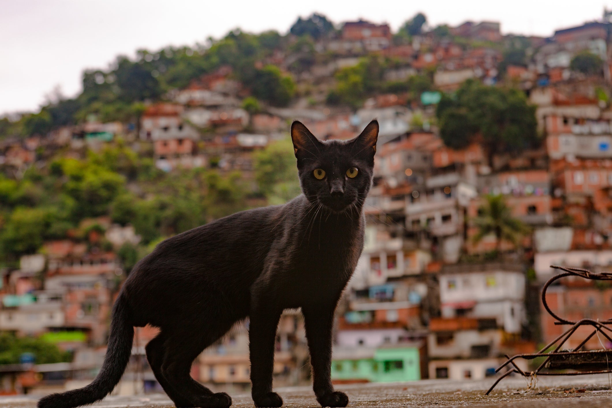 Se surpreenda com as curiosidades sobre os gatos
