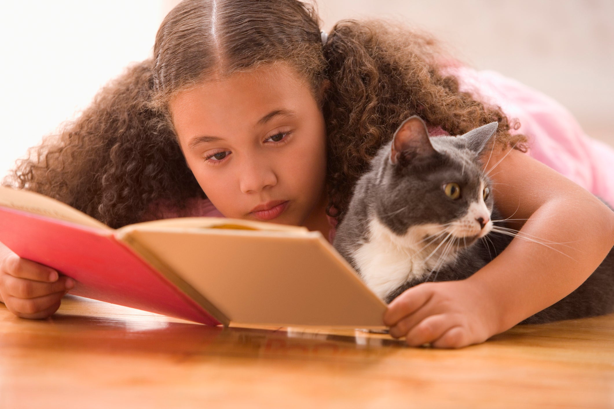 Os livros com temática felina estão fazendo o maior sucesso 
