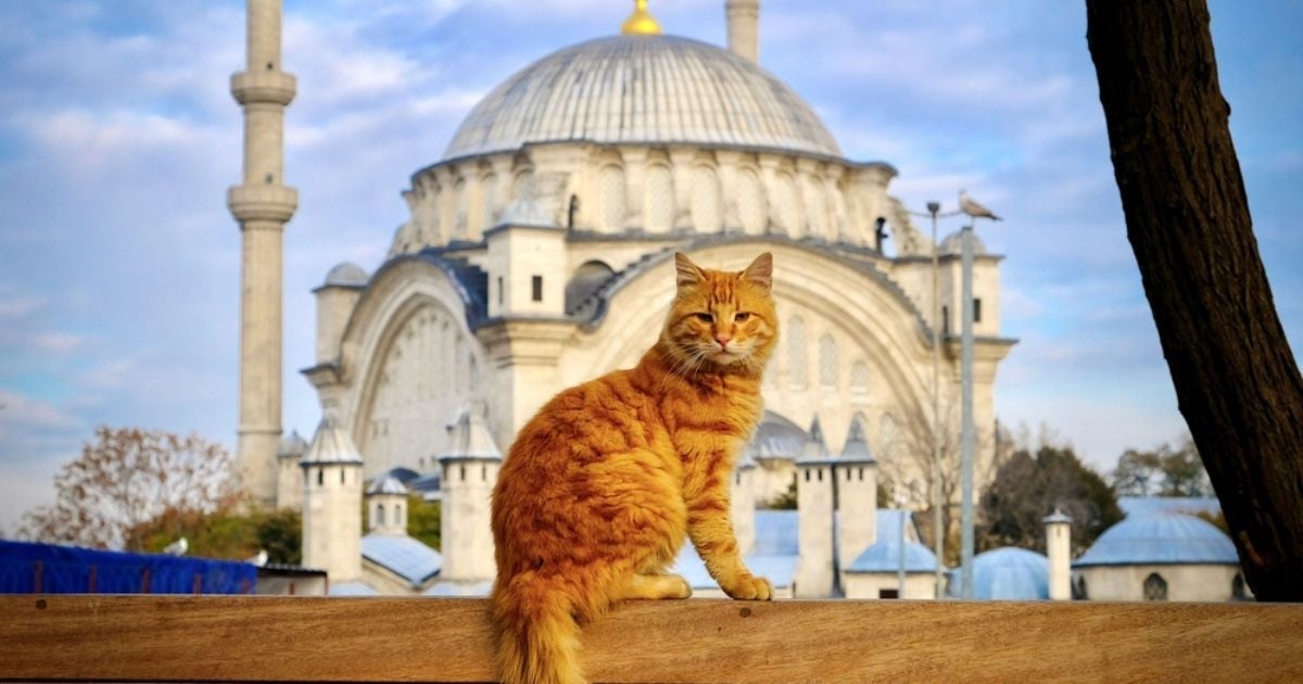 Em algumas cidades, os gatos são grandes estrelas