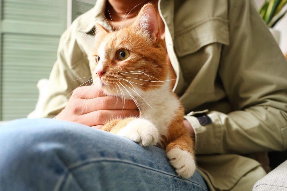 Ter um gato pode ser um ótimo aliado da saúde humana