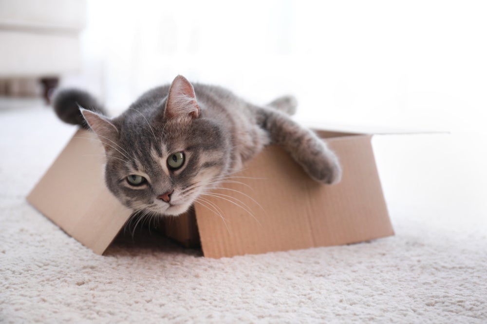 Os gatos têm hábitos peculiares, mas tudo tem uma explicação
