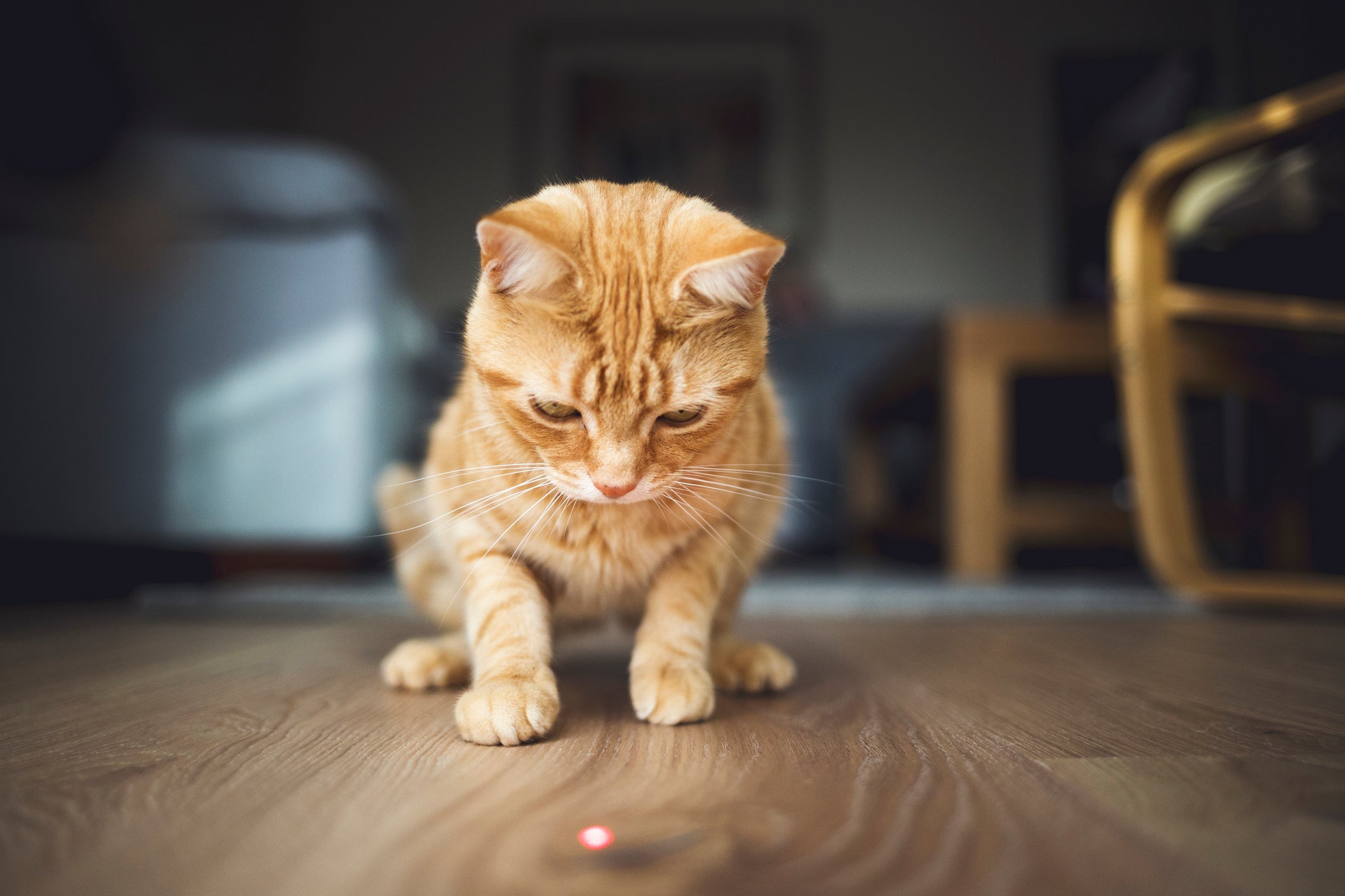 O laser para gato é um brinquedo polêmico entre os gateiros 