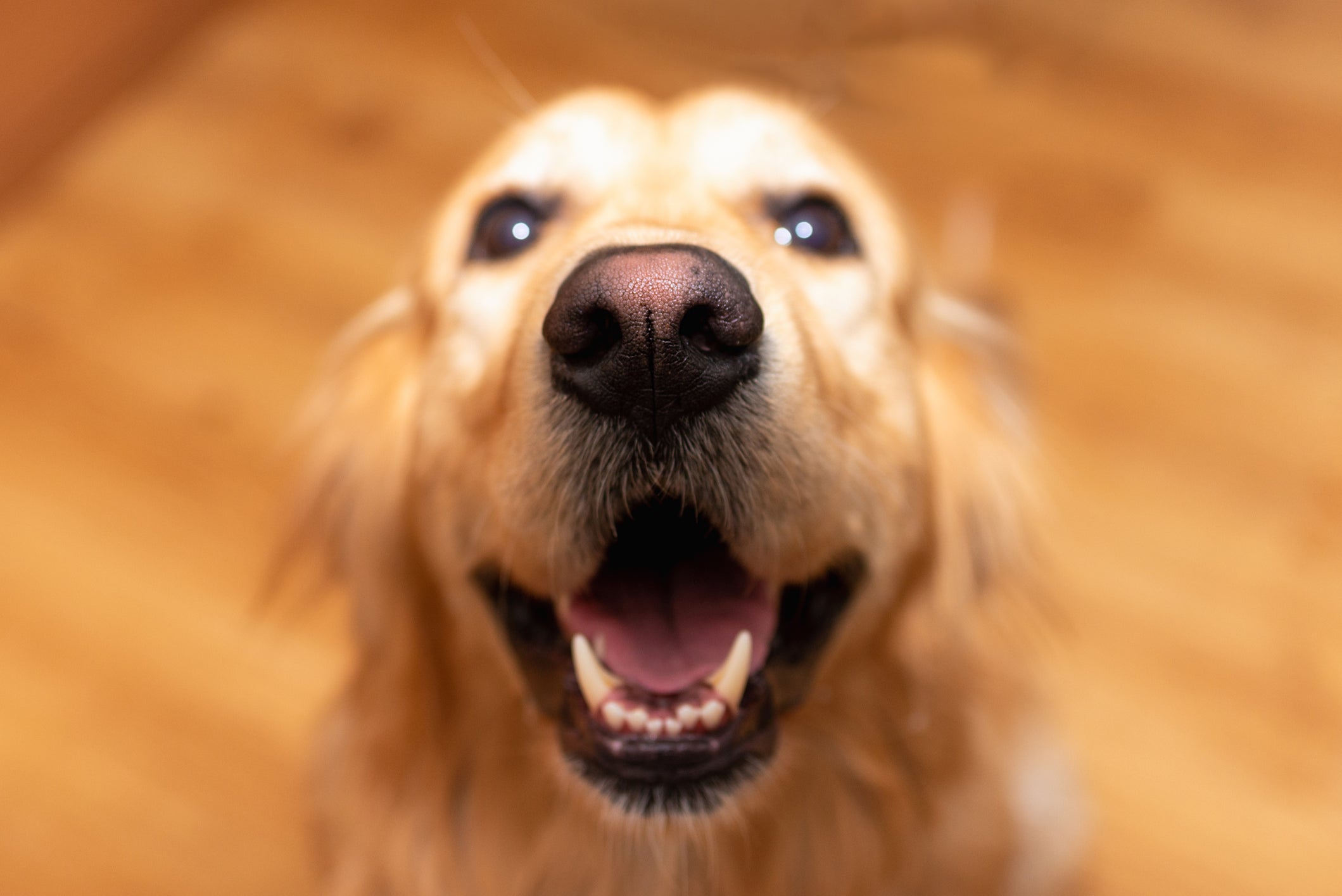 Veja algumas opções de nomes de cachorro inspirados em comidas