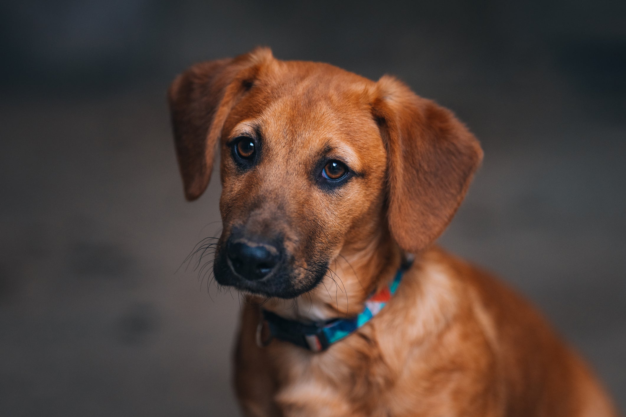 Diarreia e vômitos são sintomas da parvovirose canina 