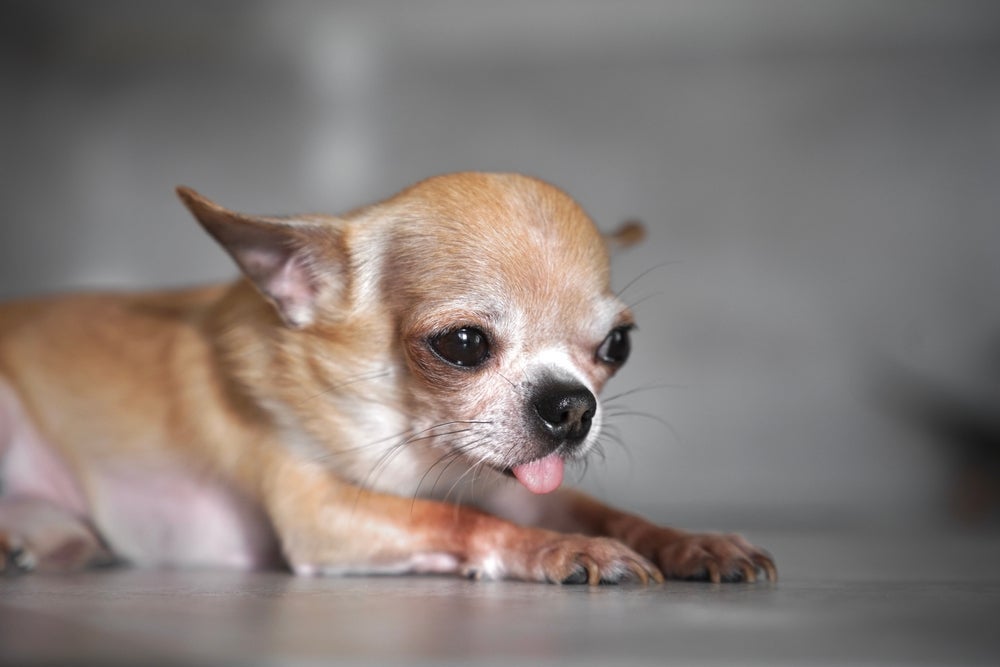 A parvovirose canina é uma doença muito séria que afeta o sistema gastrointestinal dos cães e pode ser fatal