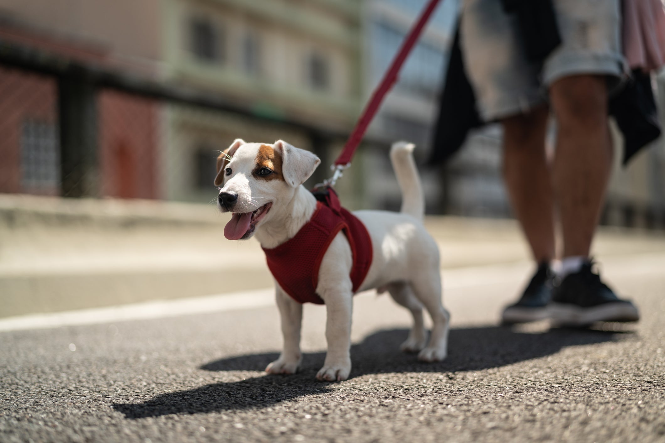Deixar de passear com cachorro traz uma série de malefícios para a saúde física e mental dele
