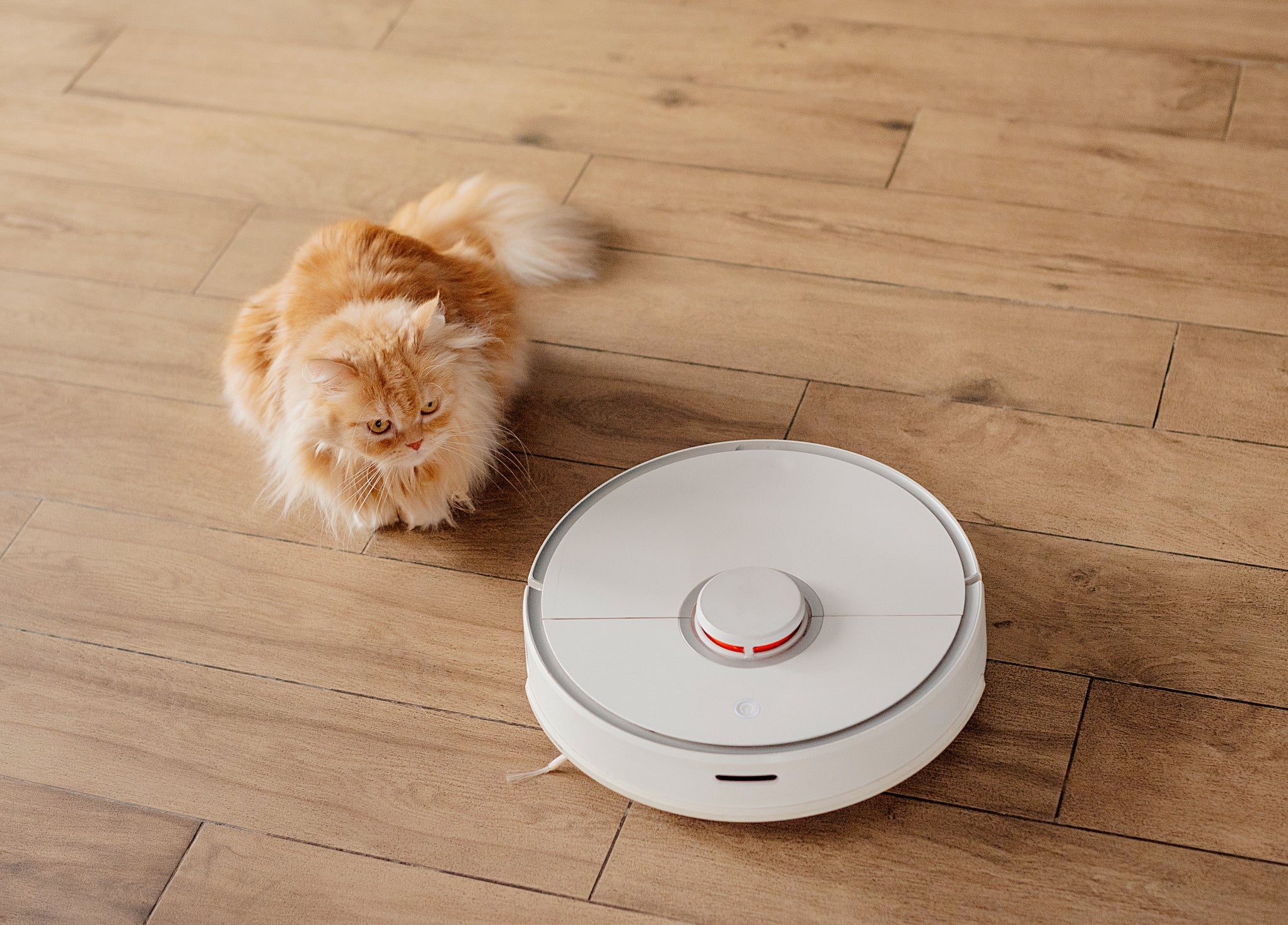 Existe um truque muito simples para manter a casa limpa e sem pelo de gato e cachorro