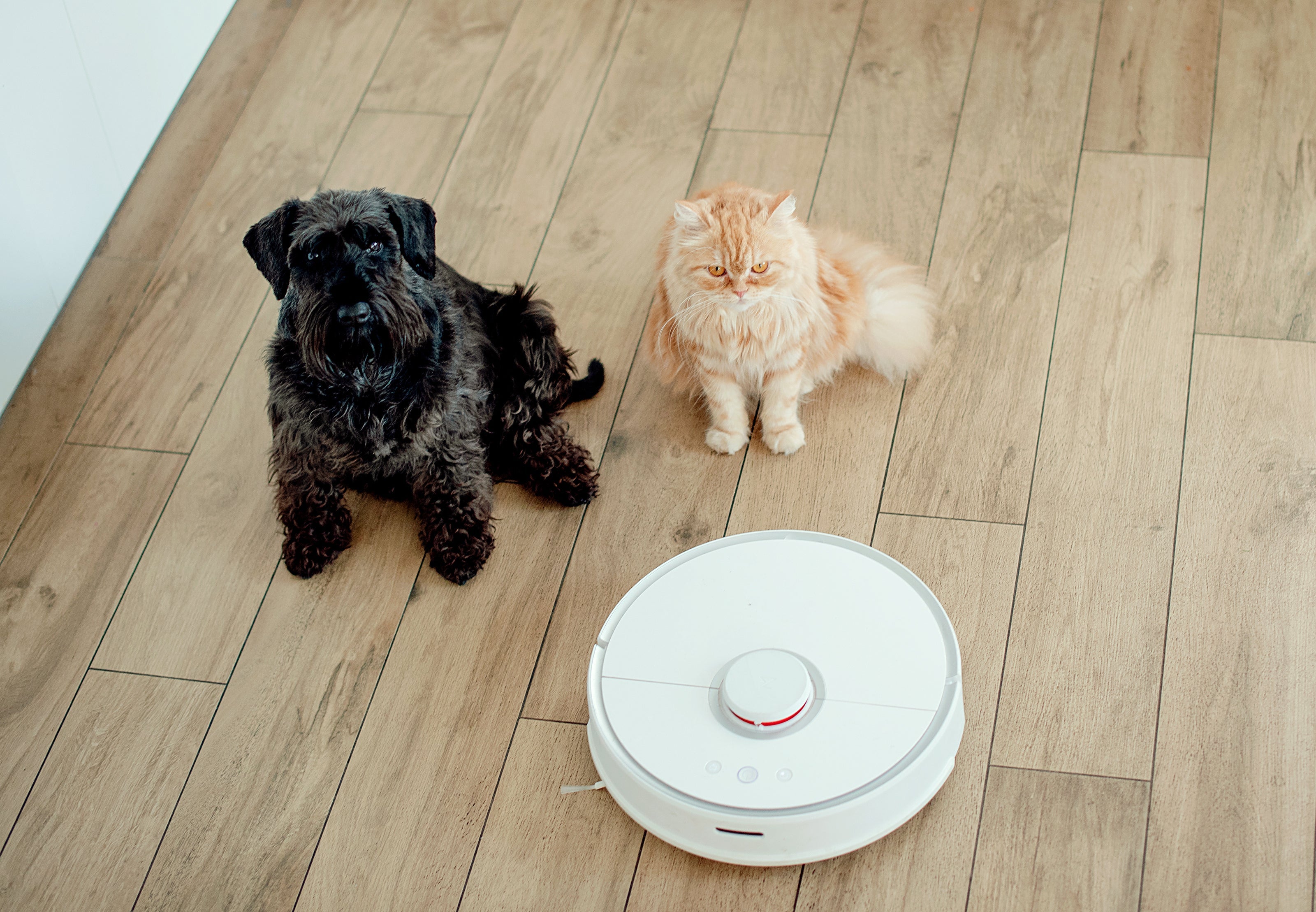 O aspirador robô é muito usado para aspirar pelo de cachorro e gato