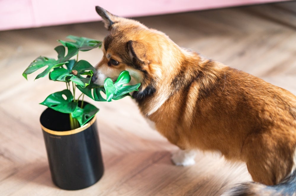 De todas as plantas tóxicas para cachorro e gato, existe uma que é a mais perigosa