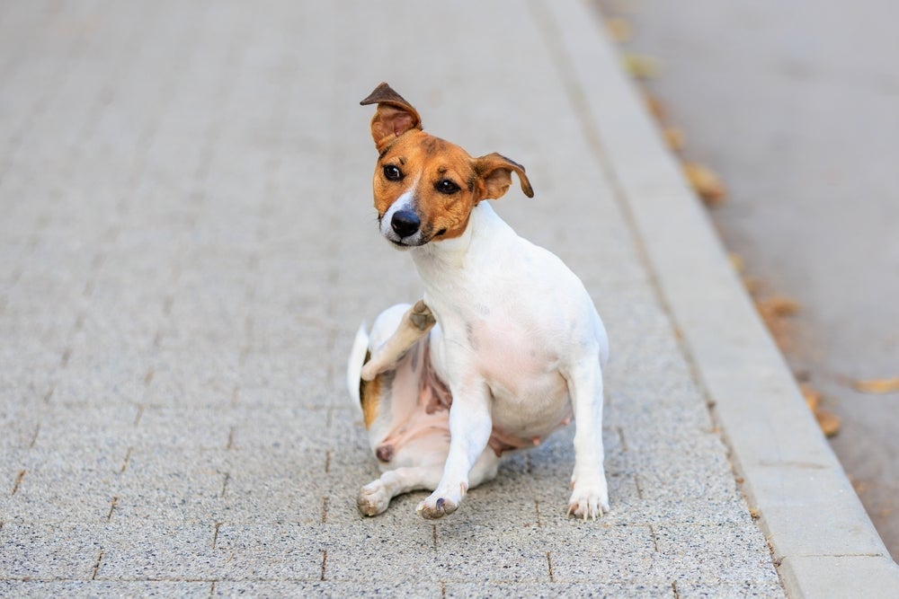 A pulga de cachorro é um problema que pode ser contornado com algumas dicas