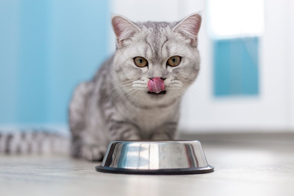Alimentação tem tudo a ver com quanto tempo vive um gato