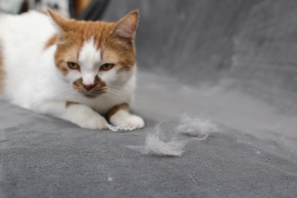 Apesar da queda de pelos em gatos ser algo normal, ele pode indicar algum problema de saúde