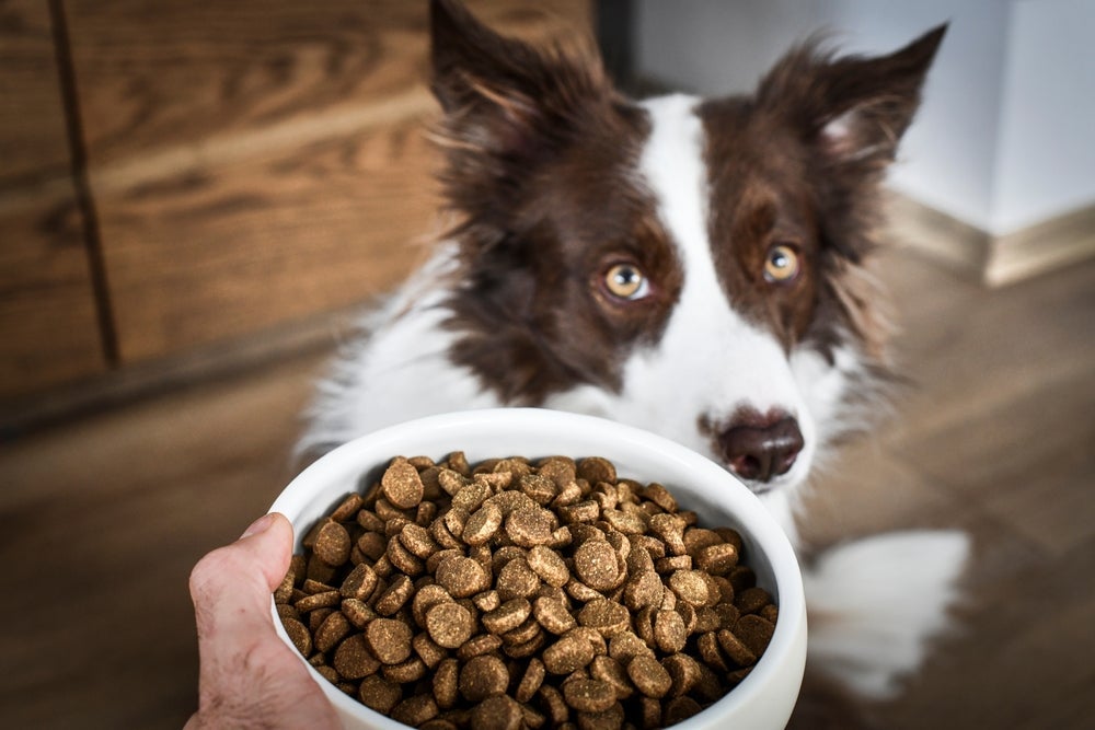 Uma boa ração de cachorro contém nutrientes, como o ômega 3, que ajudam a retardar o envelhecimento do pet