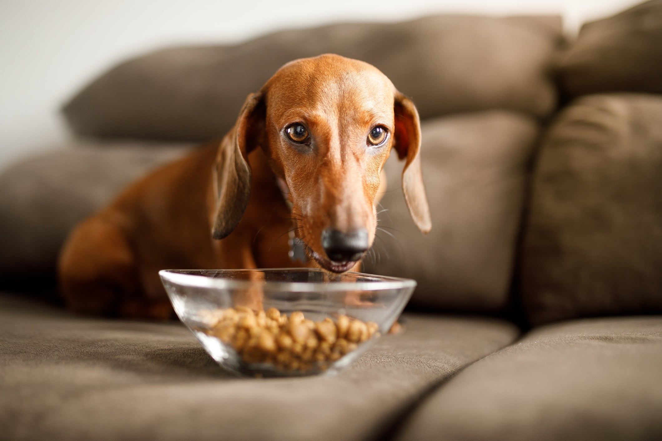A ração para cachorro cardiopatas tem uma formulação diferenciada