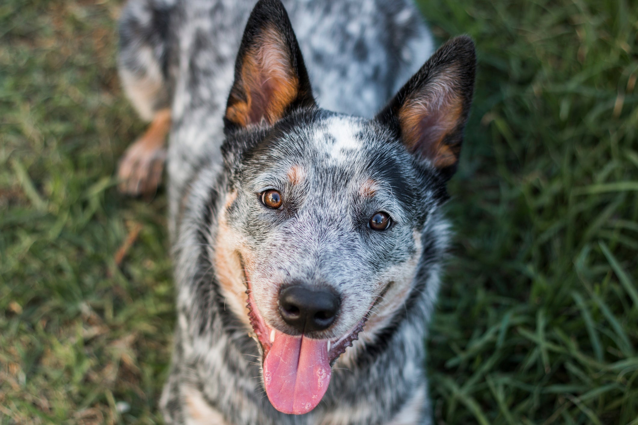 Quase todas as raças de cachorro inteligentes e corajosas foram criadas para pastorear ou proteger 