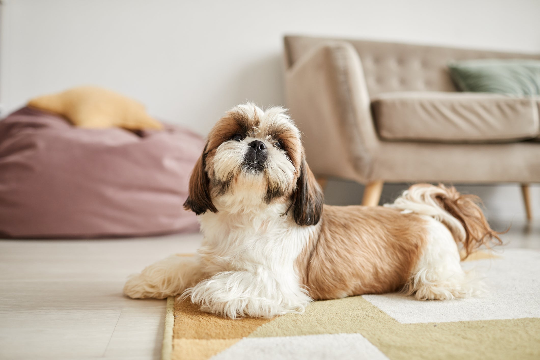 As raças de cachorro manso são excelentes companheiros 