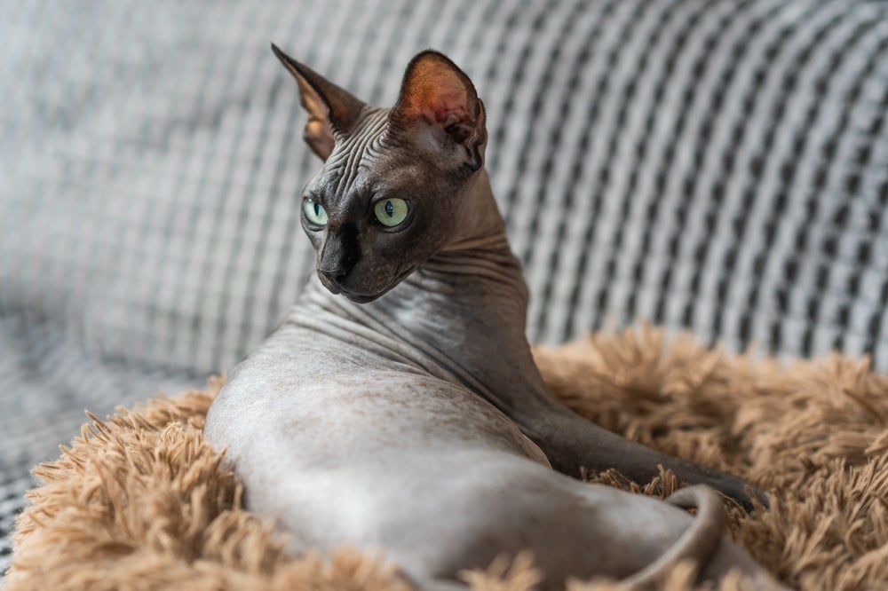 Algumas raças de gato chamam a atenção por ter uma pelagem diferente