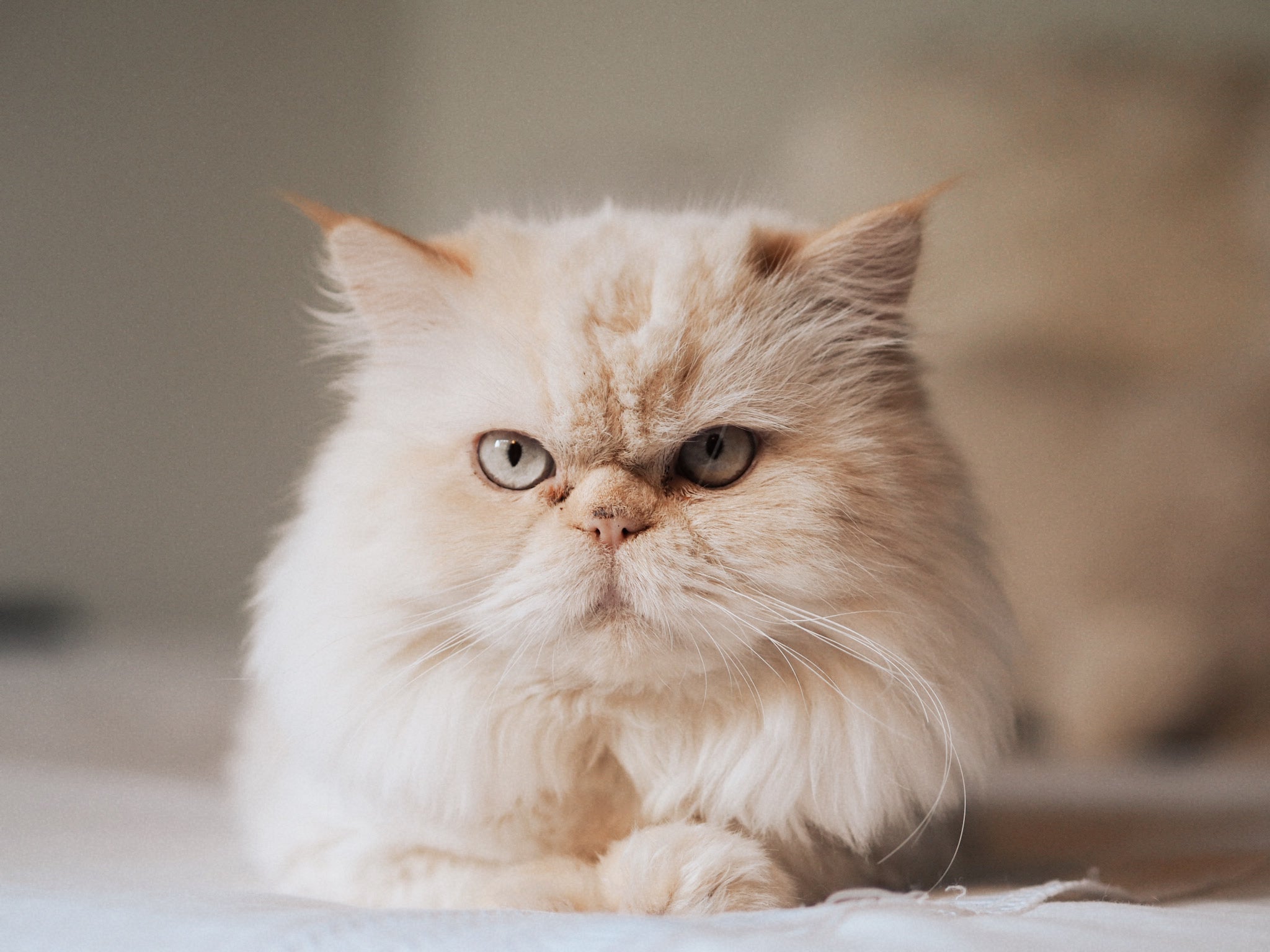 Essas raças de gato valorizam a própria privacidade