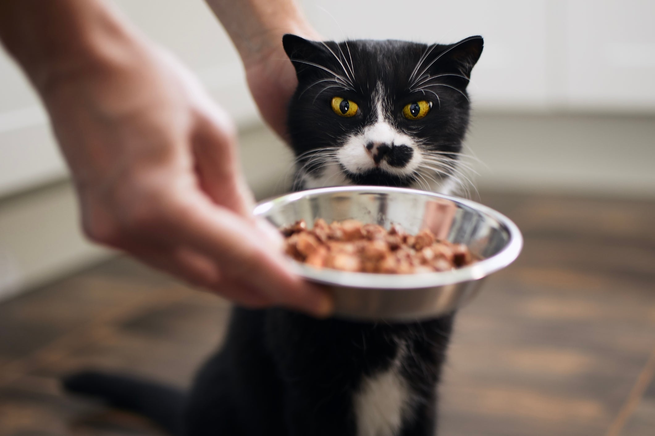 O sachê para gatos é cheio de benefícios para a saúde do bichano