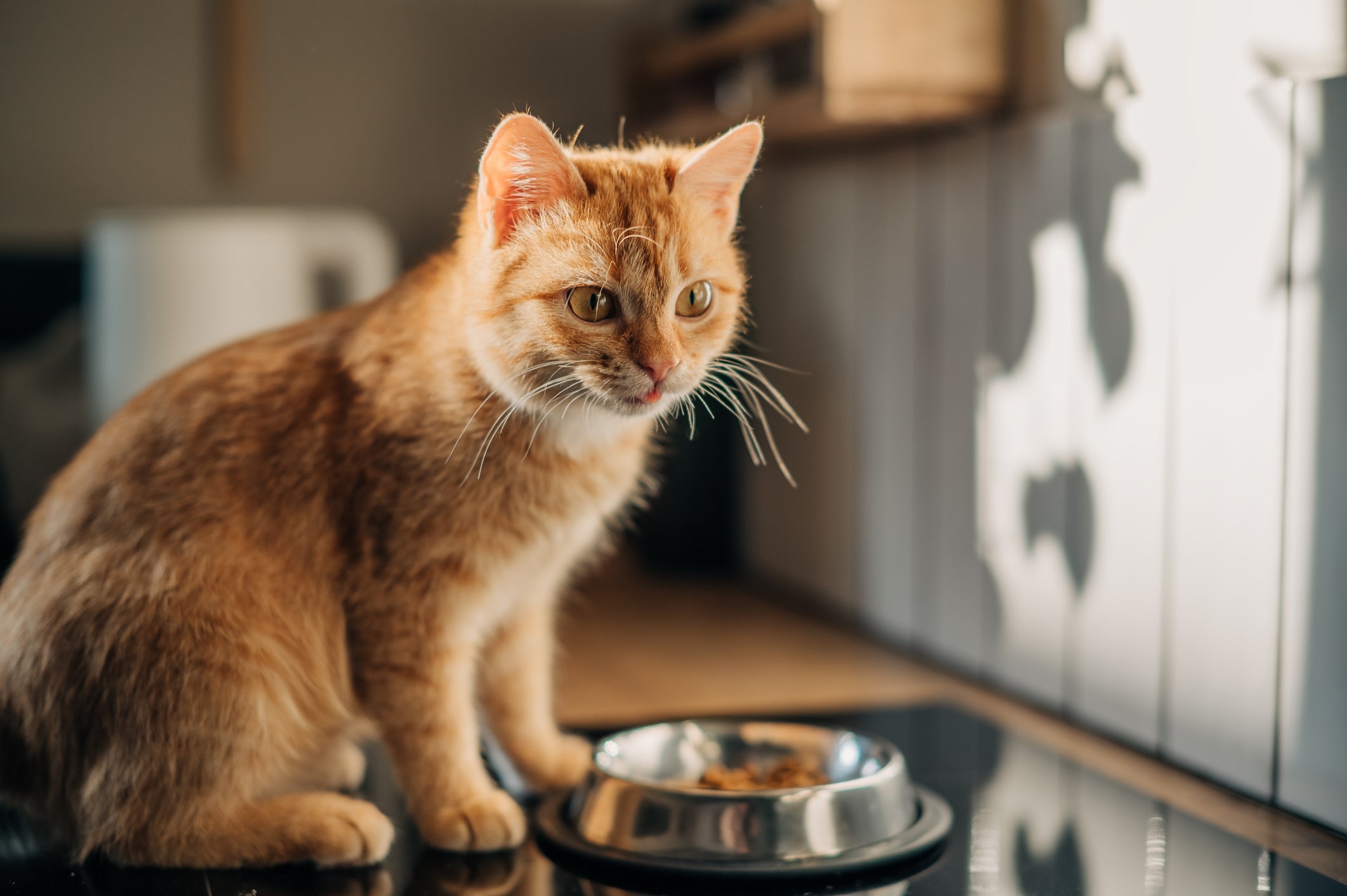 O sachê para gatos renais tem vários benefícios para a saúde 