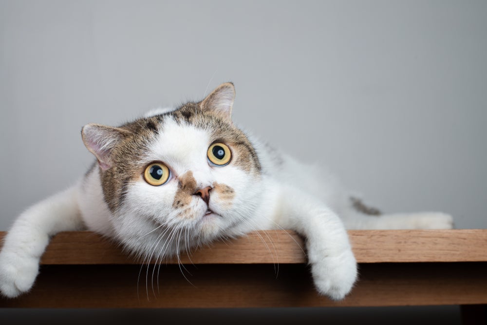 A visão dos gatos é capaz de ver raios ultravioletas