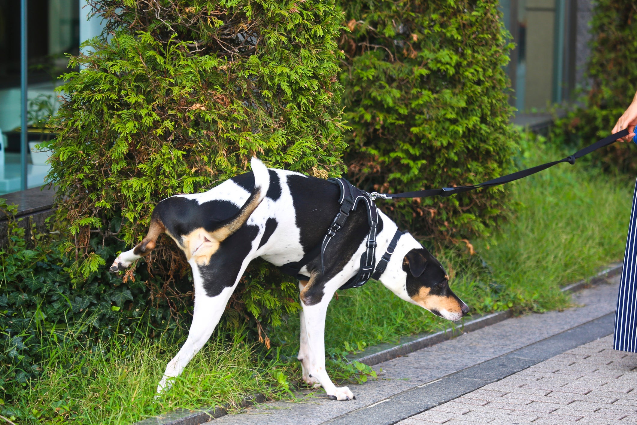 O xixi de cachorro é usado para marcar território
