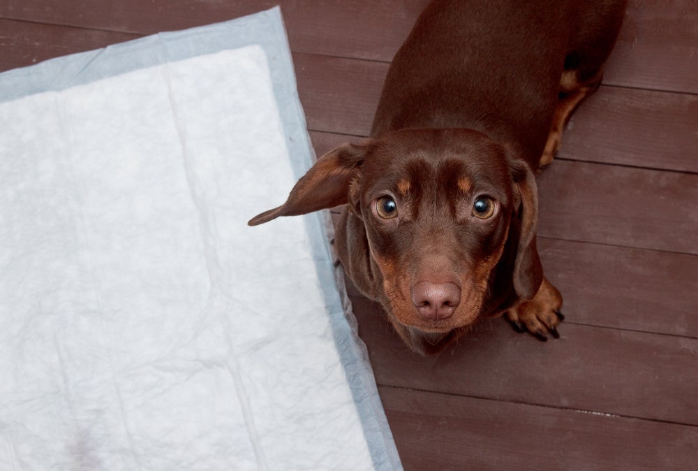O xixi de cachorro pode aparecer de surpresa pela casa se você não souber ensiná-lo a usar o banheirinho