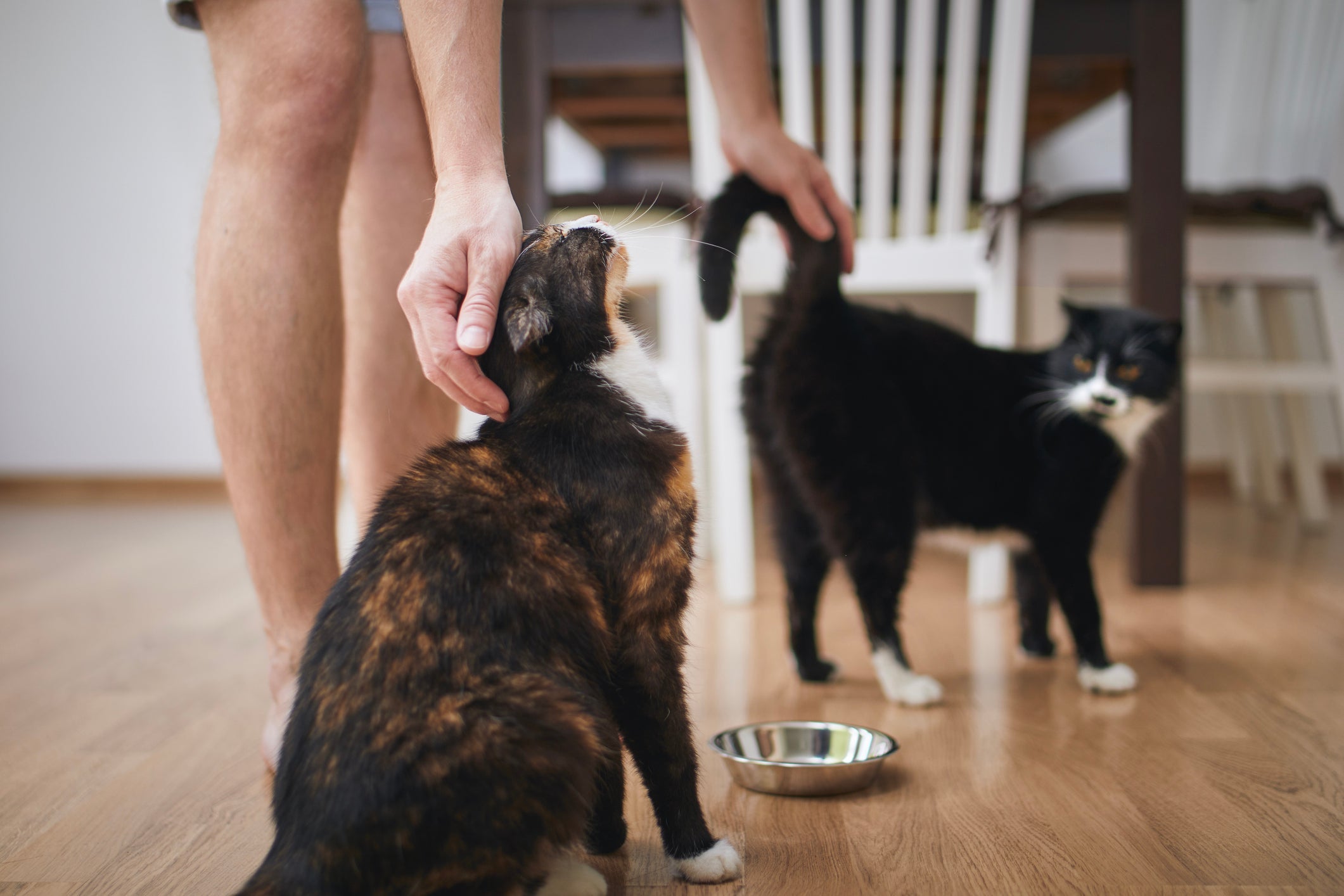 A adaptação de gatos deve acontecer de forma gradual e supervisionada