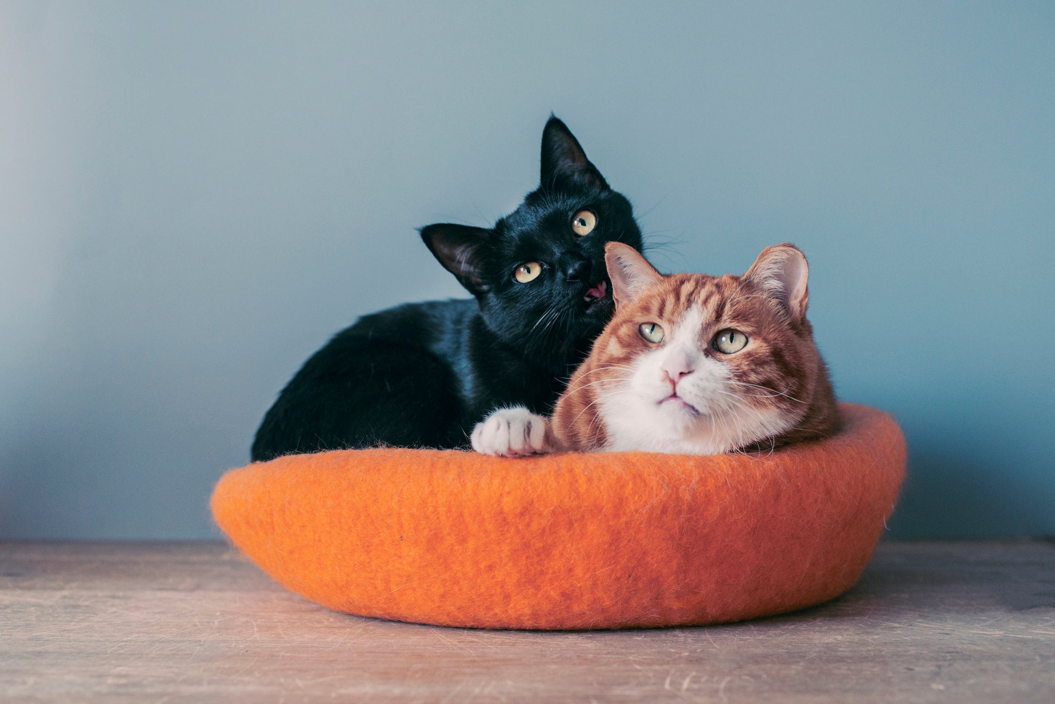Adotar gato pode ser o estímulo que seu gatinho antigo precisa