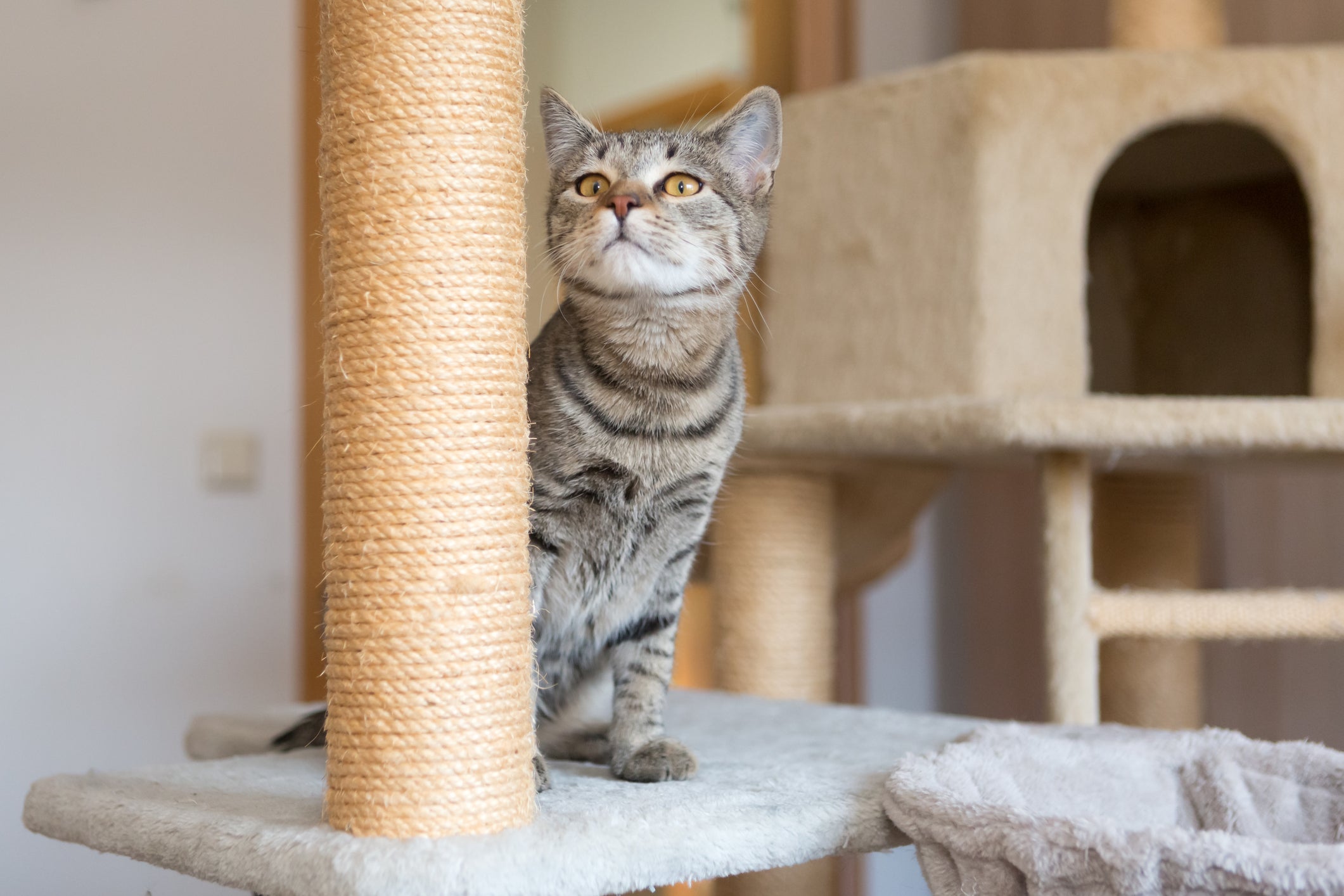 O arranhador para gatos pode ser encontrado em diversos formatos