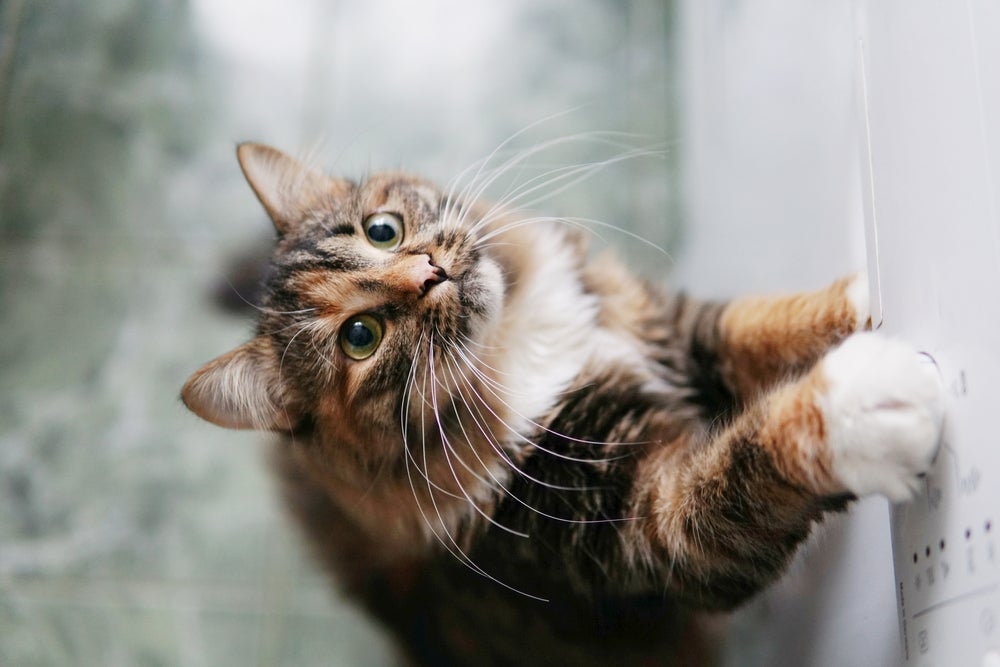 O bigode de gato pode parecer indispensável, mas é fundamental para a vida dos felinos