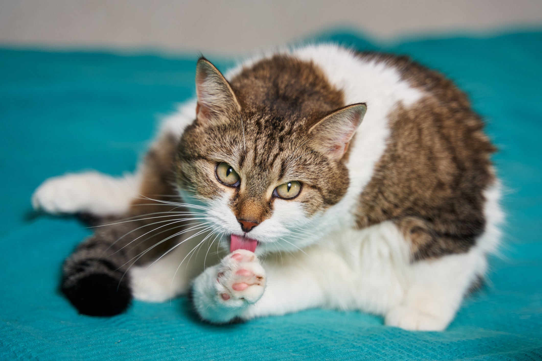 As bolas de pelo em gatos se formam durante o processo de autolimpeza