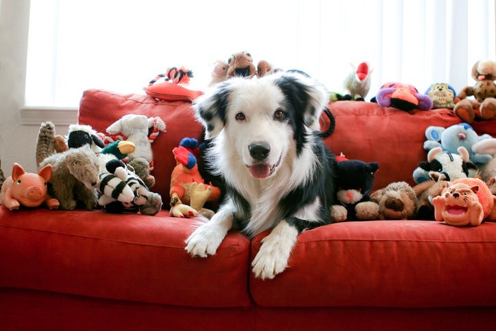 Existe um brinquedo para cachorro ideal para divertir e gastar energia