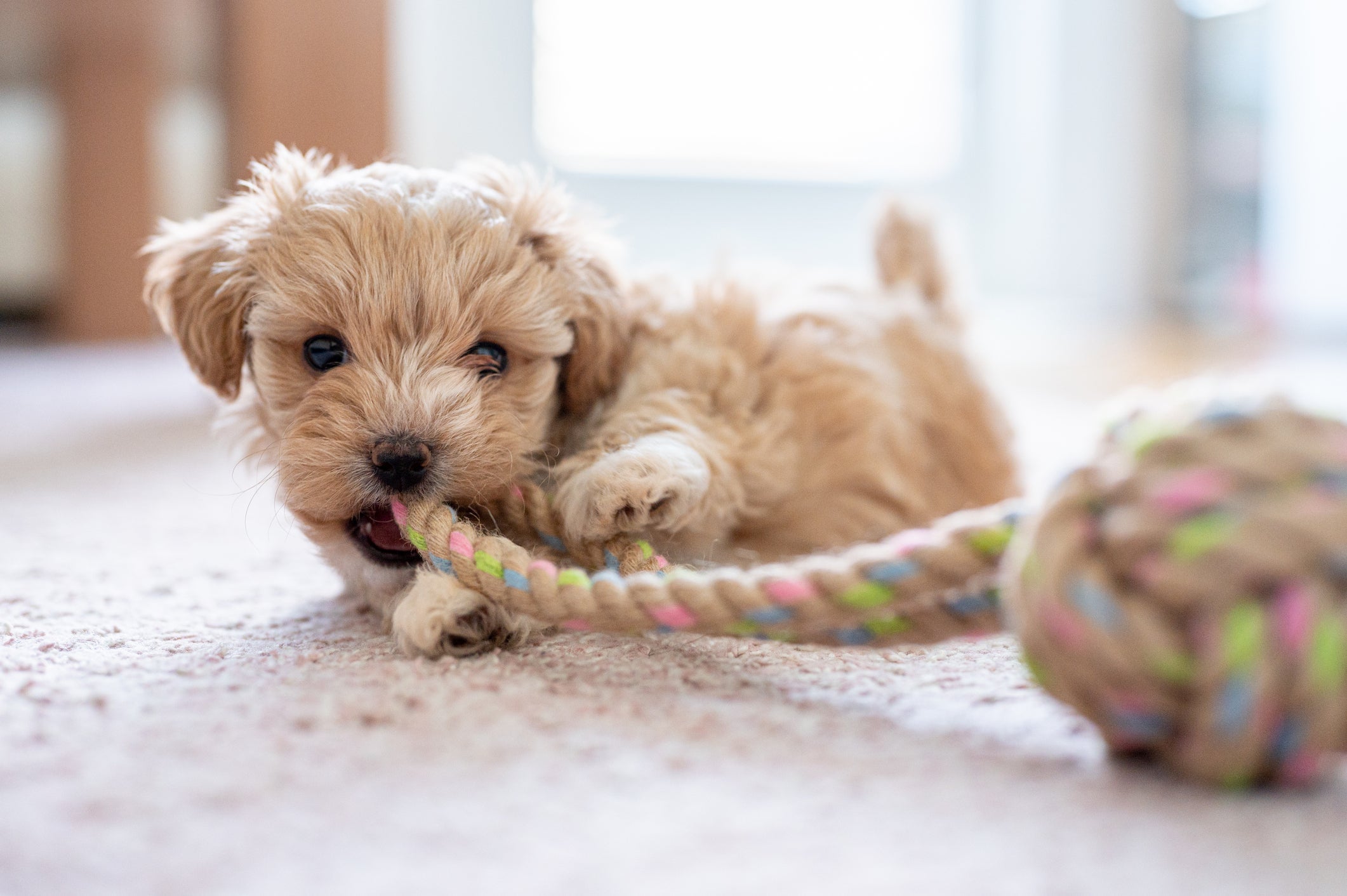 Os brinquedos para cachorro filhote proporcionam relaxamento e diversão para o peludo