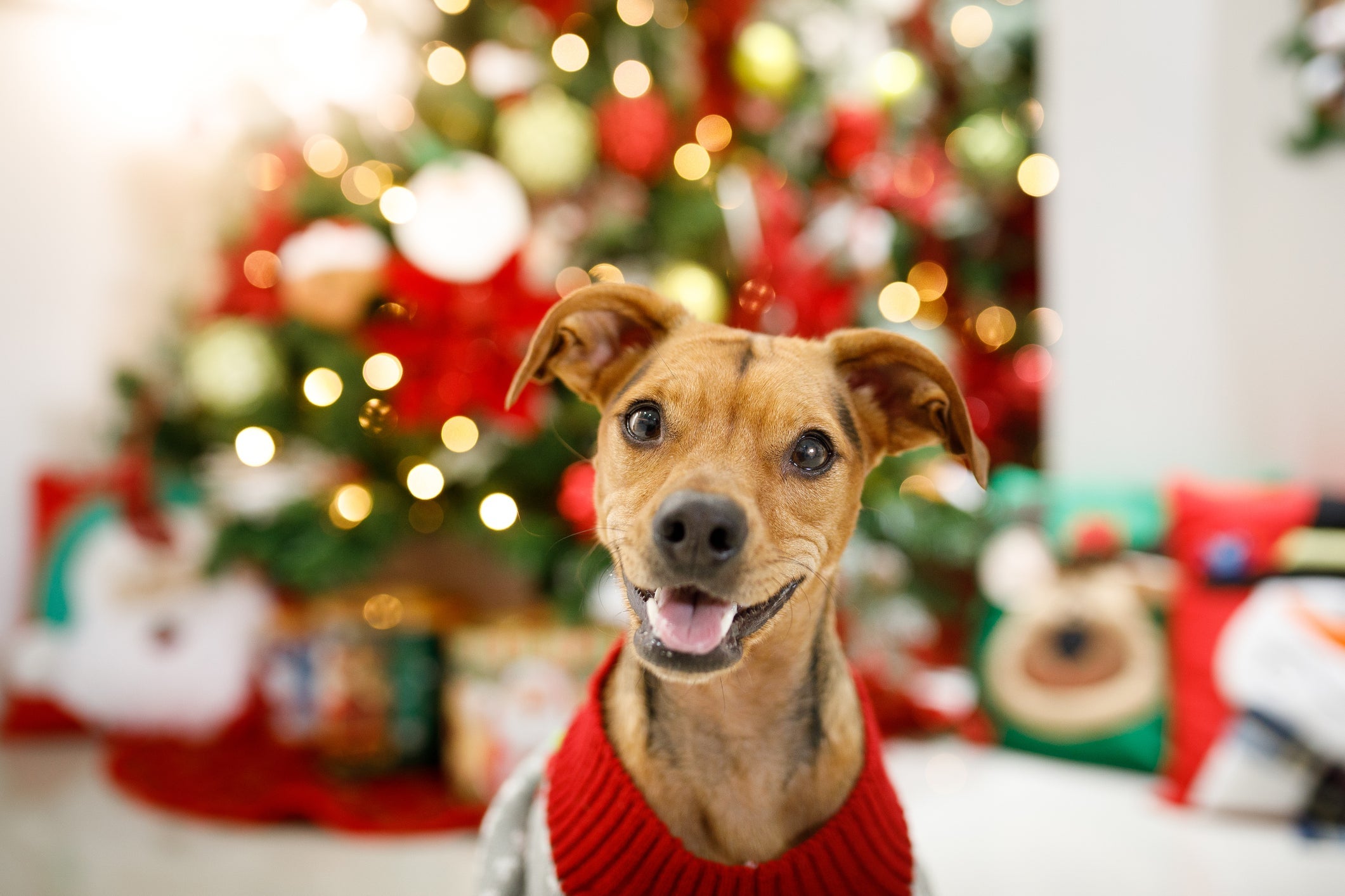 Cachorro não é objeto e nem presente de Natal 