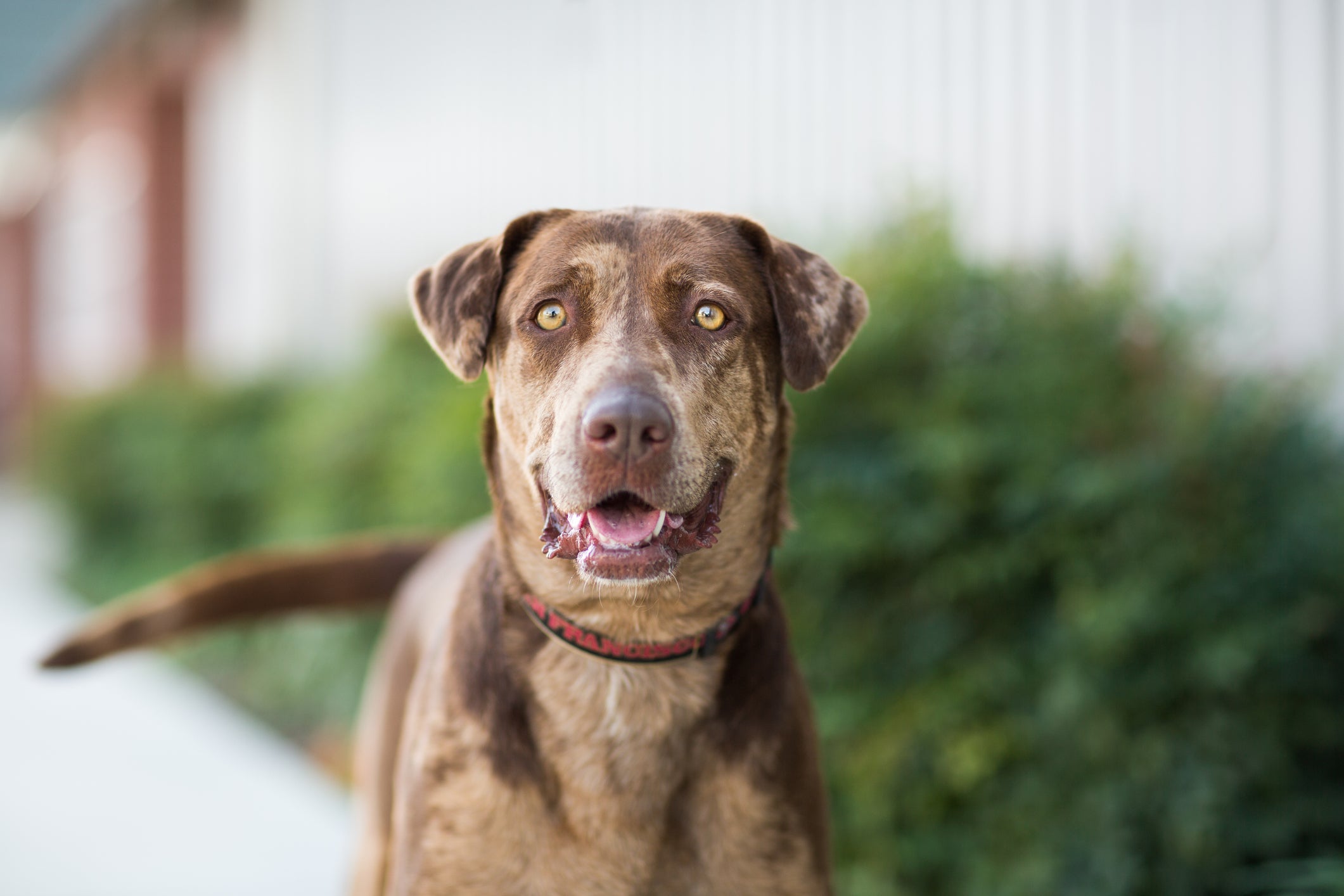 Pequenas atitudes podem melhorar muito a saúde do cachorro 