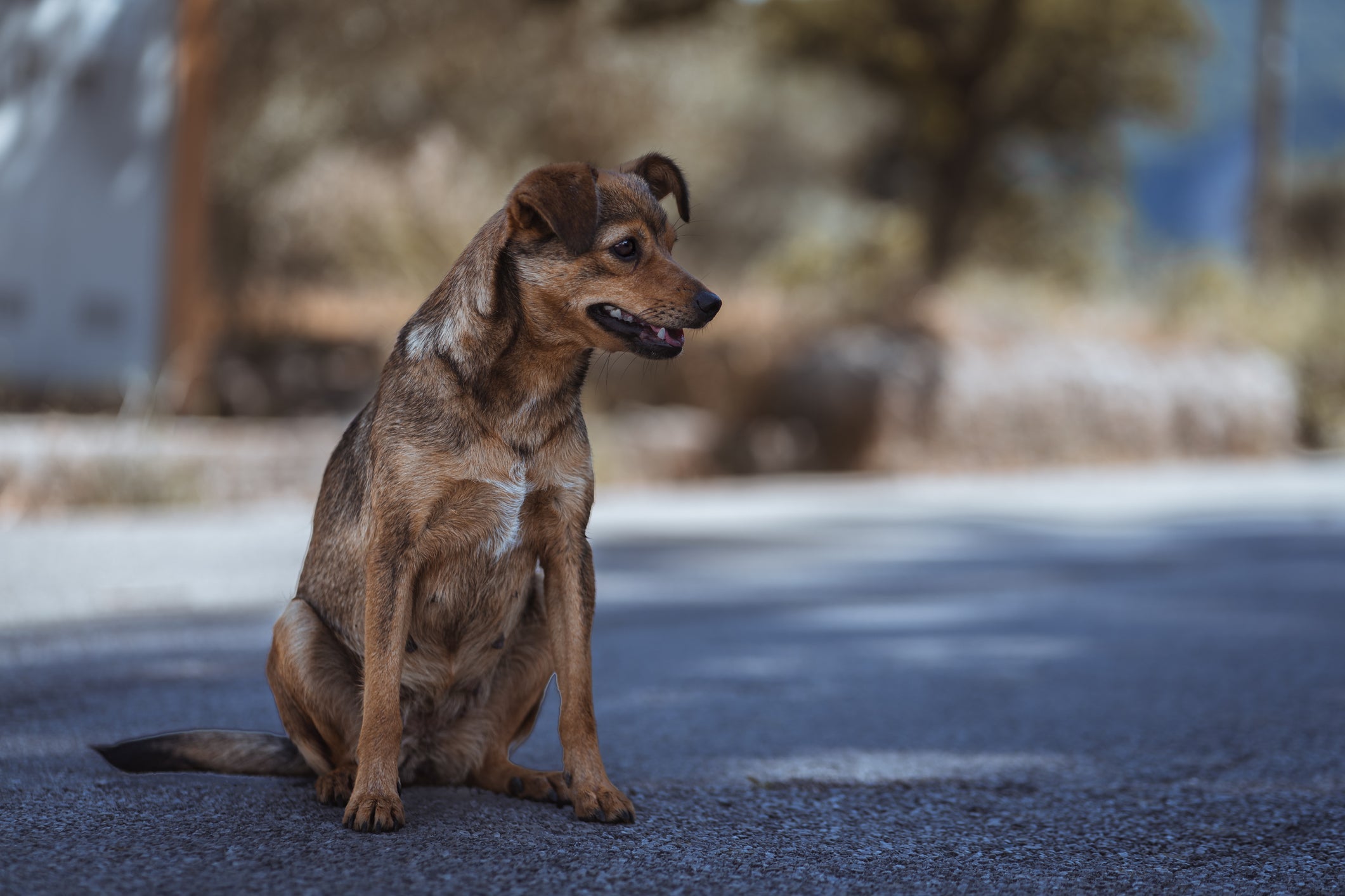 Ajudar um cachorro abandonado pode salvar a vida dele